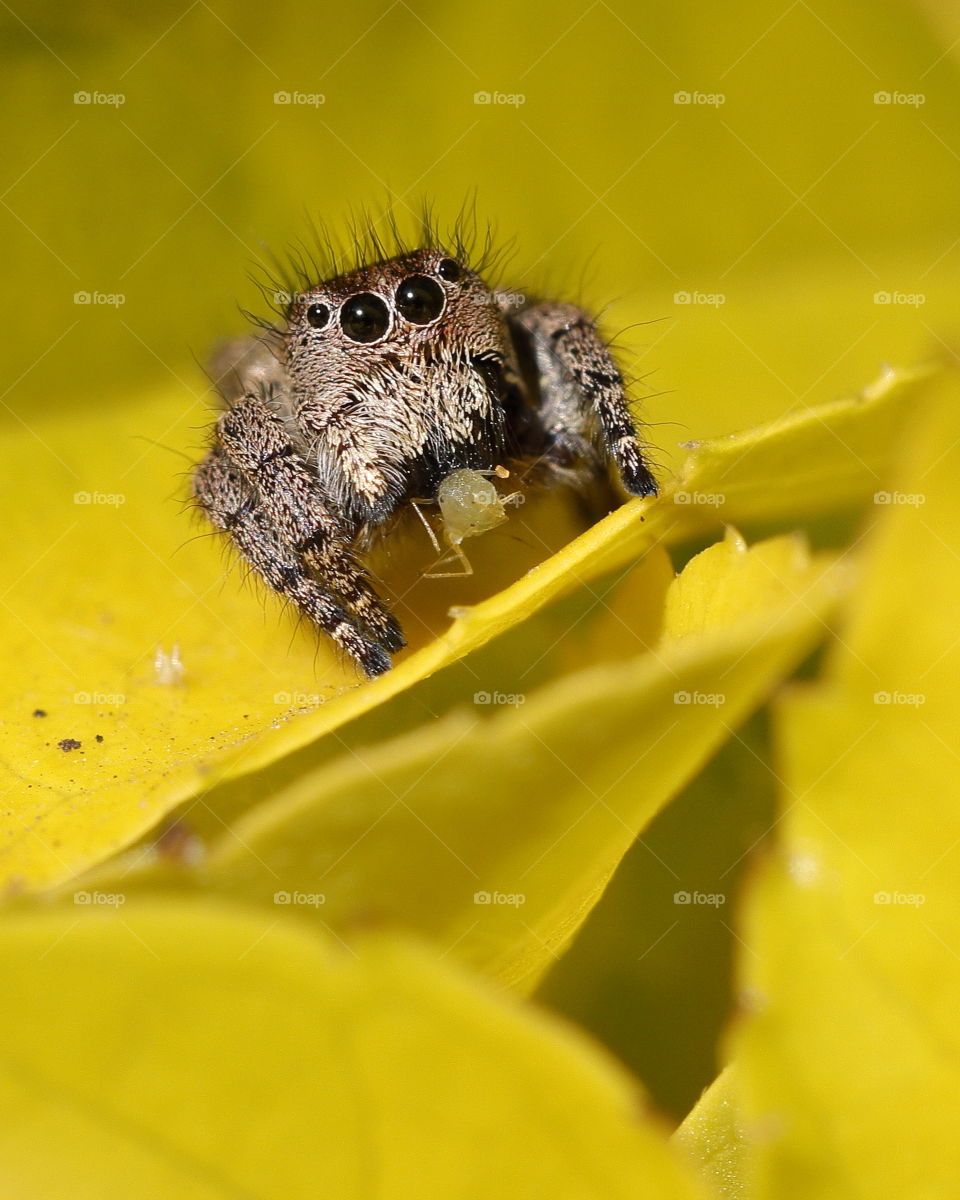 Cute jumping spider with an aphid catch