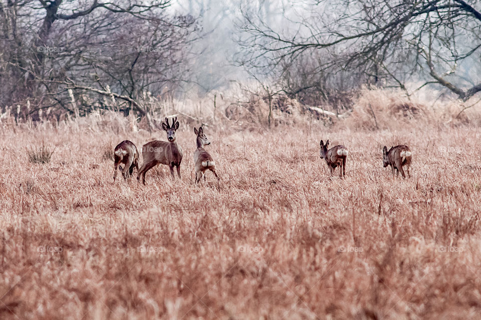 Group of deers in field
