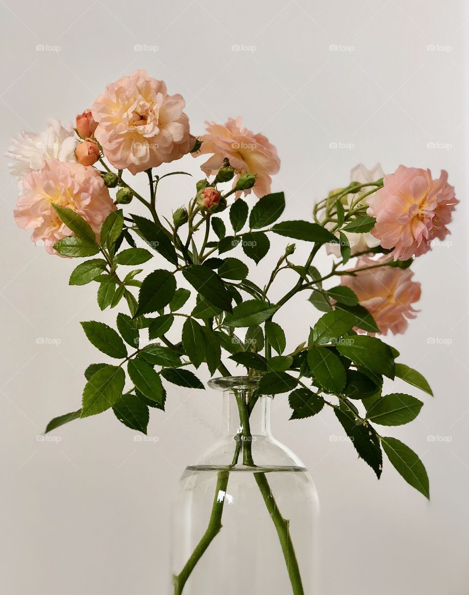 Mini garden roses 🥀