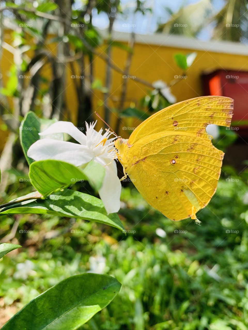 Beautiful yellow color butterfly on a white flower in the day light