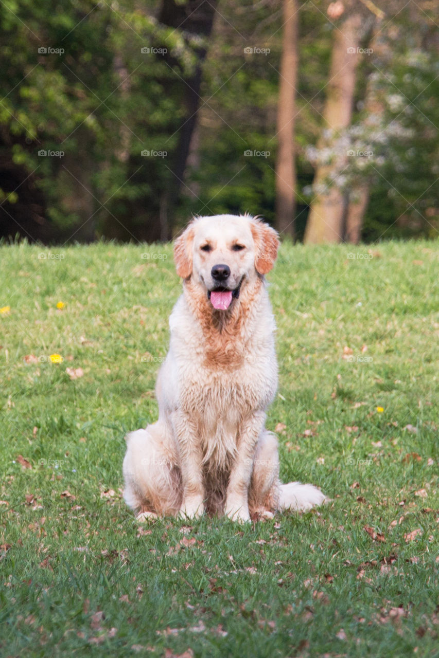 Golden retriever sitting on grass