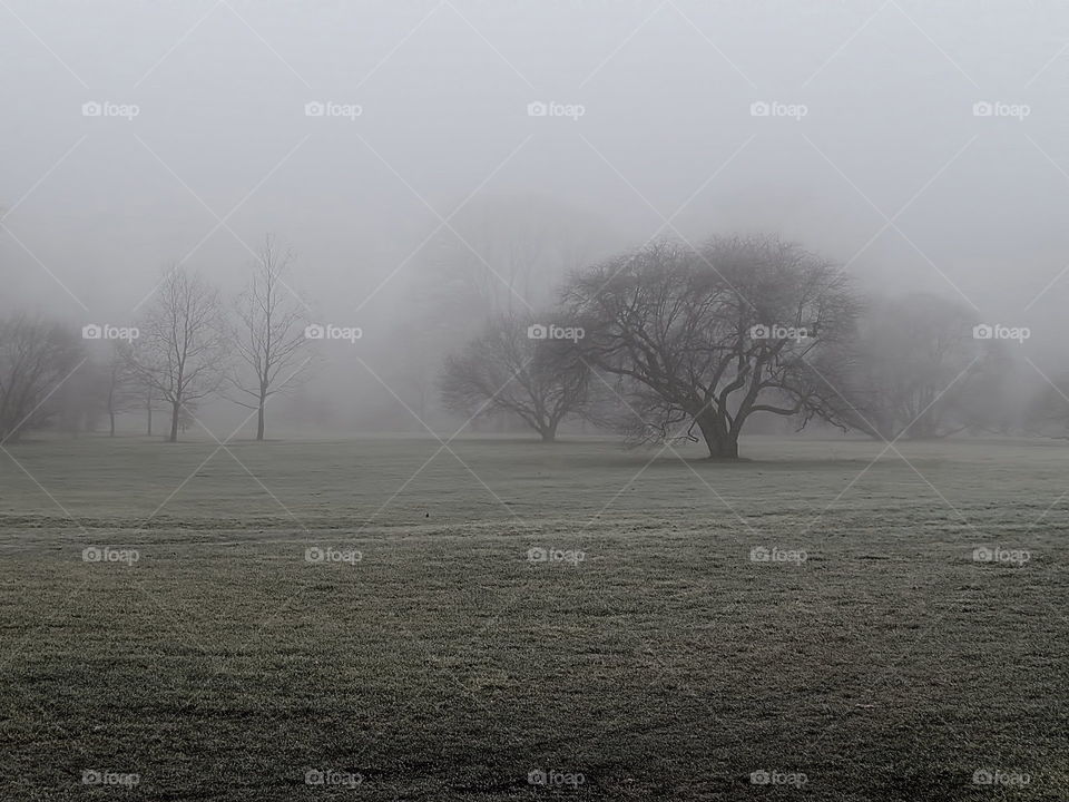 Tree in fog