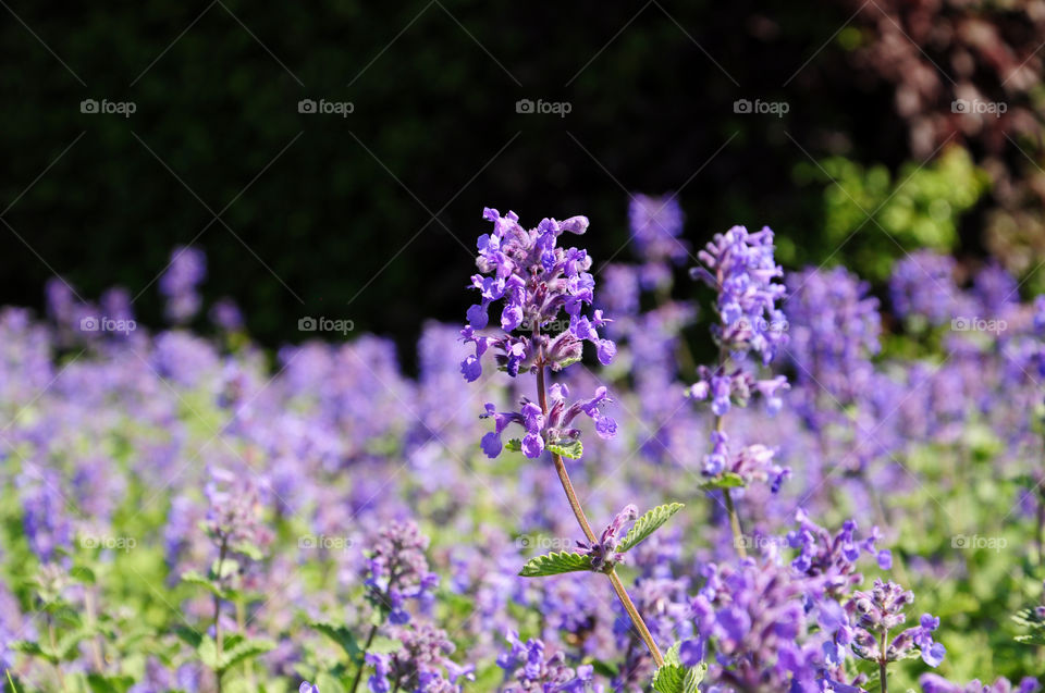 Field of violet flowers