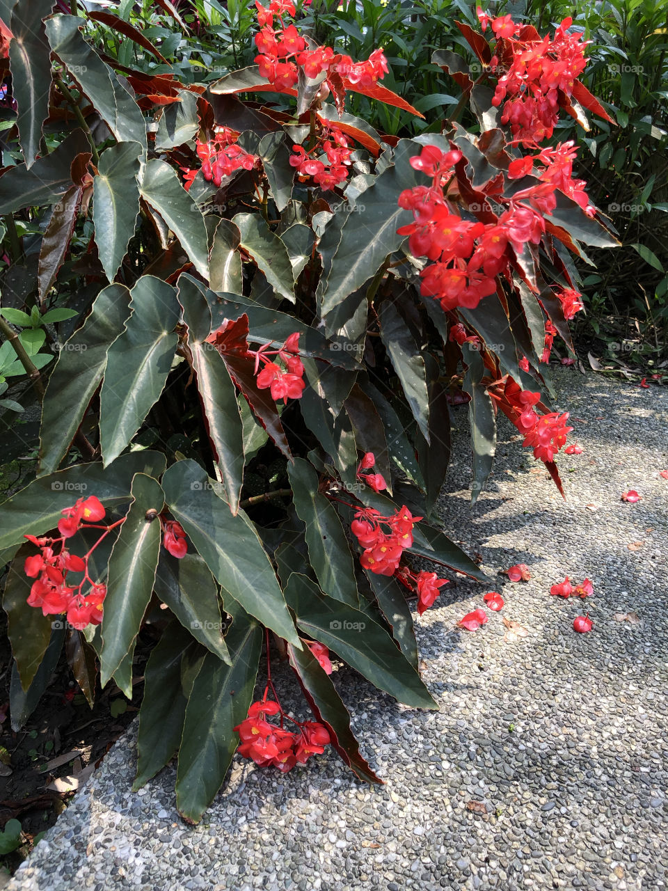 Begonias