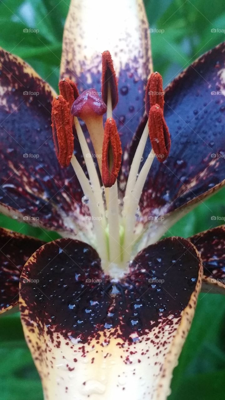 Lily after rain