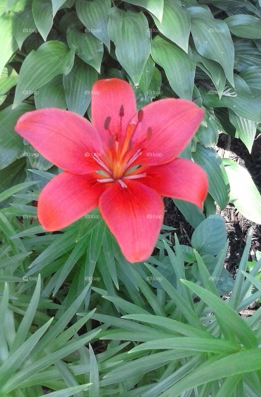 Hawaiian Passion flower  