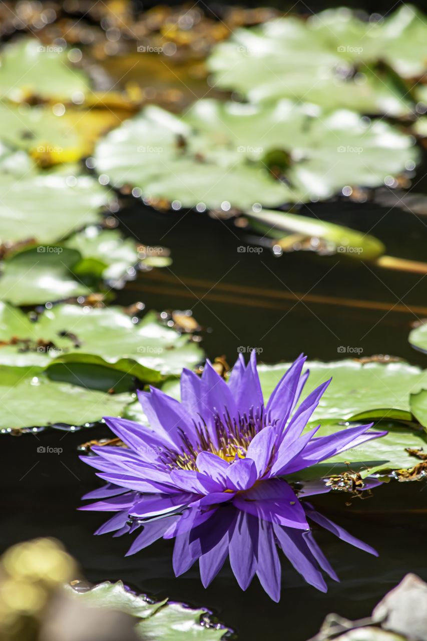 Beautiful Purple lotus and shadow reflected in the water