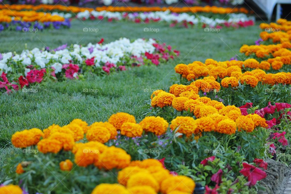 urban flowerbed with orange marigolds