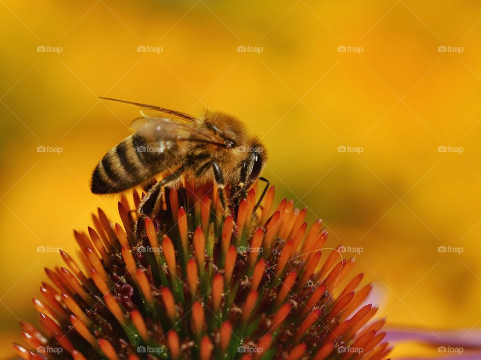 Honey bee searching for nectar