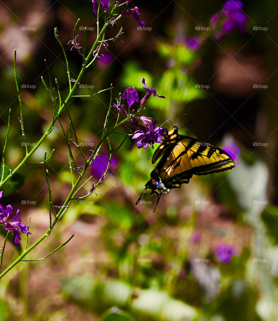 Butterfly high Sierra 