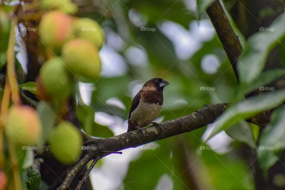 Lonely bird