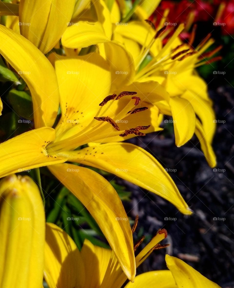 Bright yellow lilies in full bloom in a garden