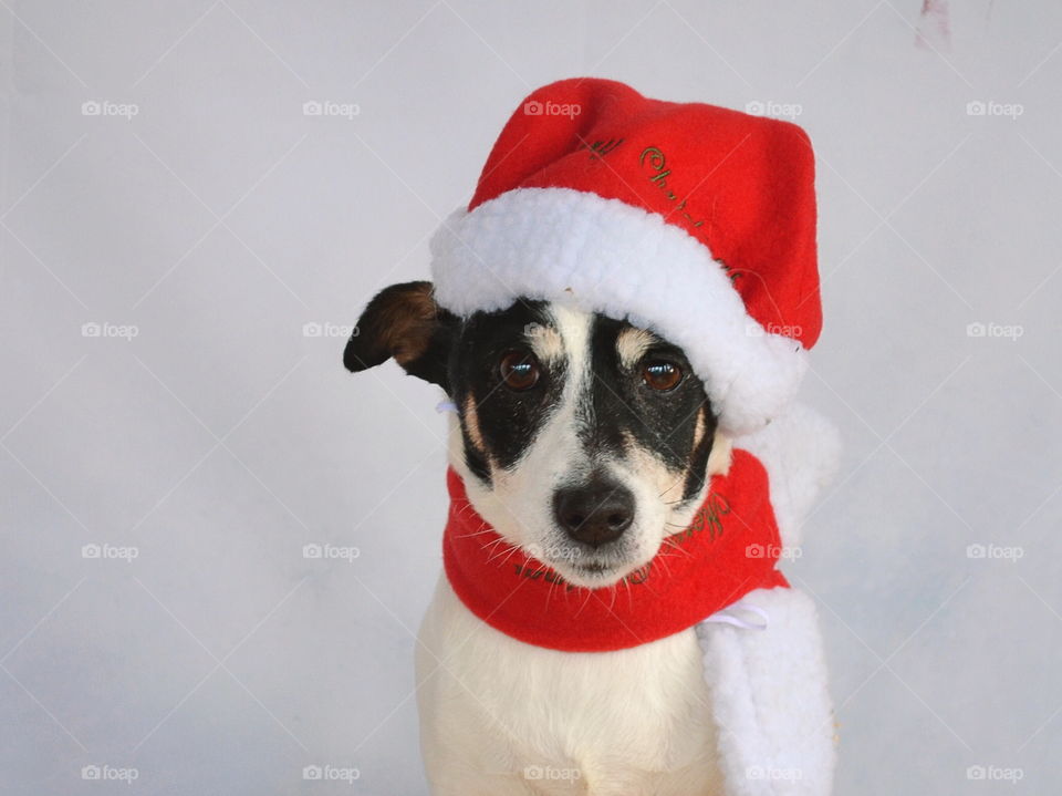 Dog with santa hat