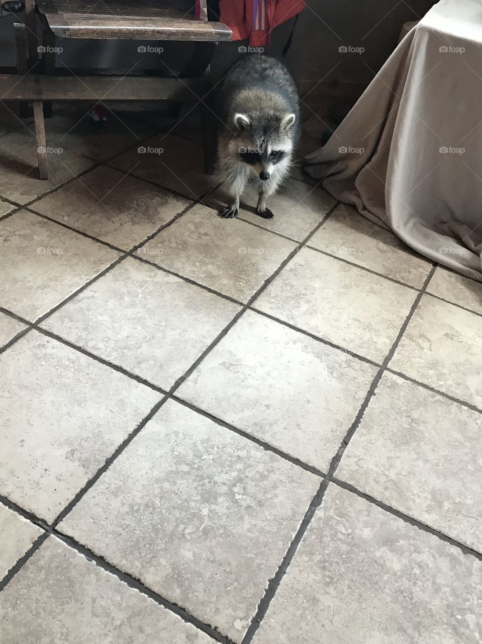 Pet Raccoon inside