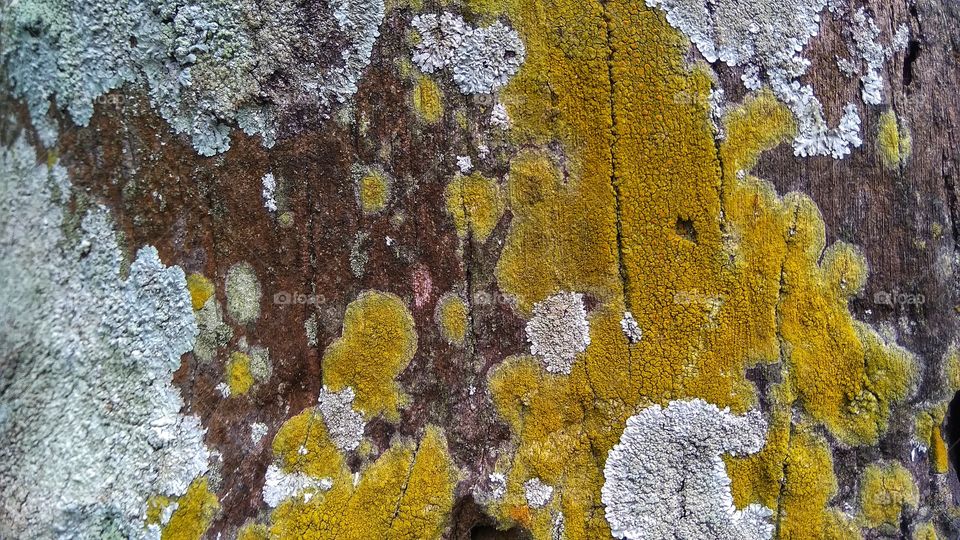lichens and algae on the coconut tree