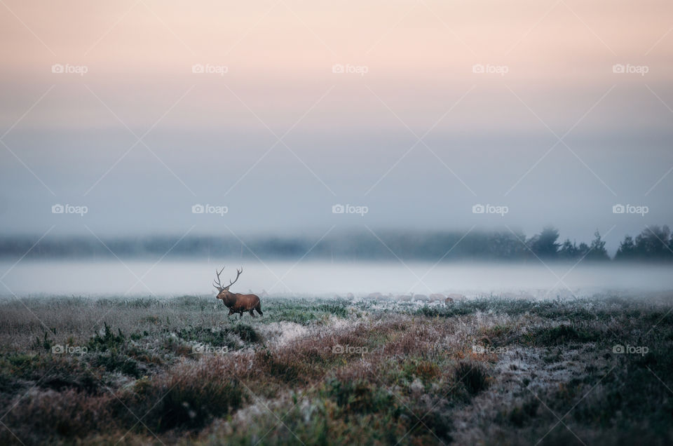 Red deer stag on the foggy field near misty forest landscape. Wildlife in Belarus