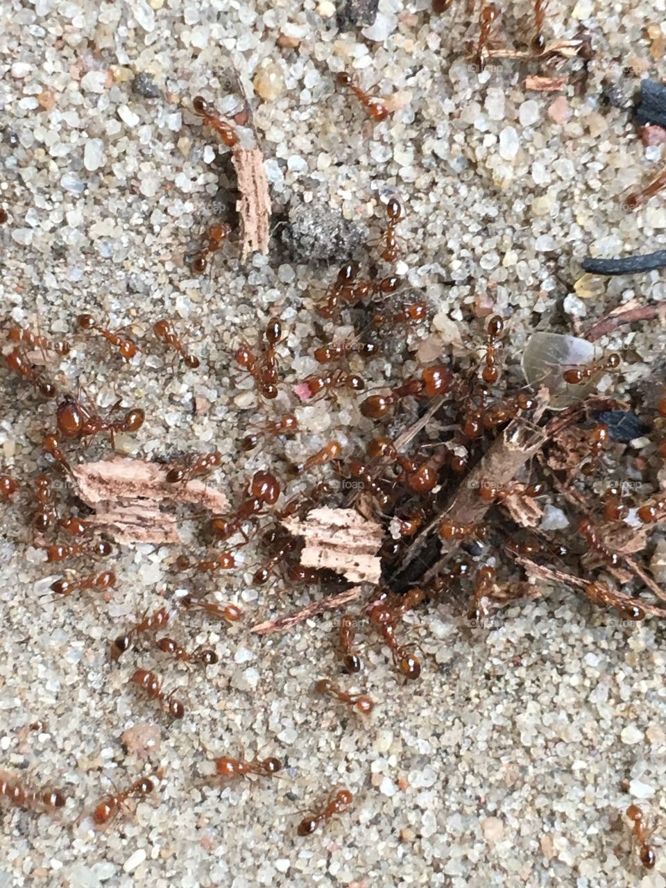 Ants 🐜 playing in the beach sand 