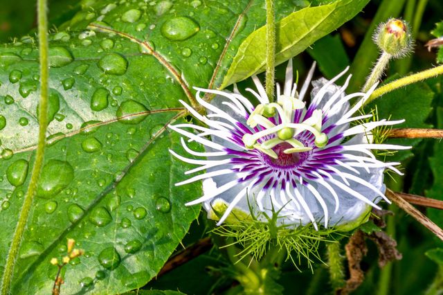 a unique flower on the side of the street