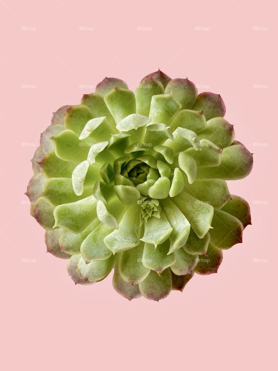 Succulent inspiration, succulent against pink background 