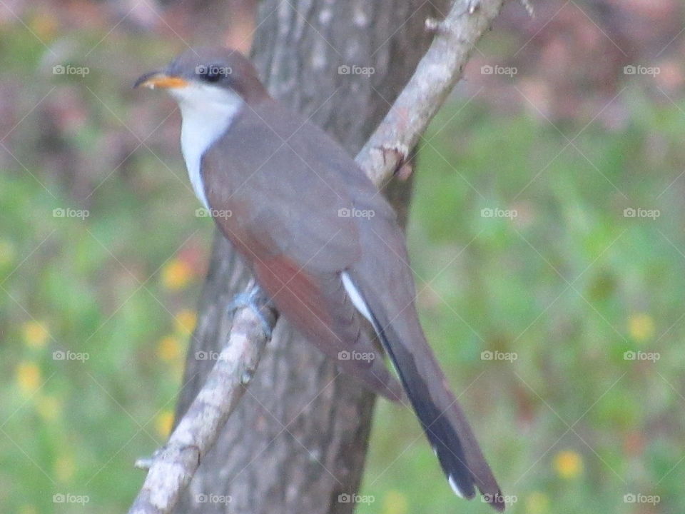 Bird, Wildlife, No Person, Nature, Outdoors