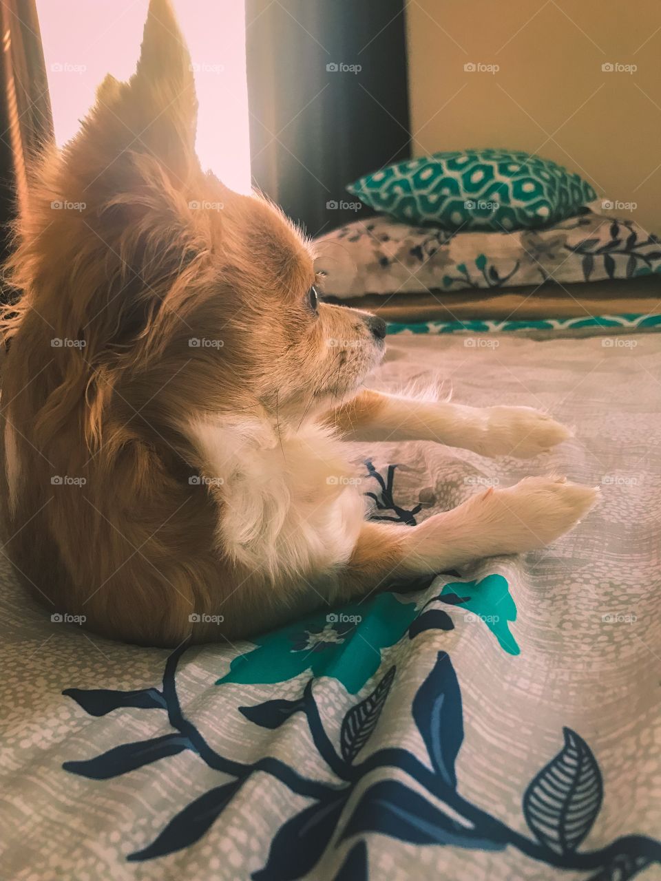 Nosy but lazy dog days in bed 