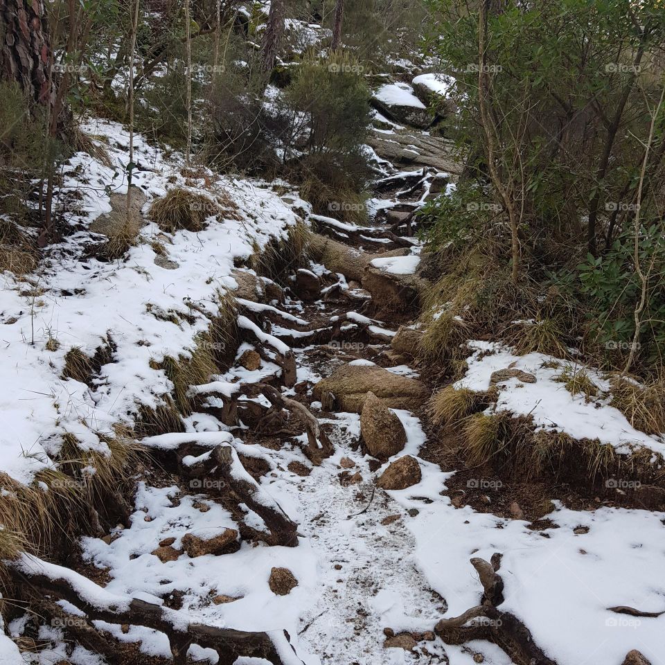 winter hike in the forest