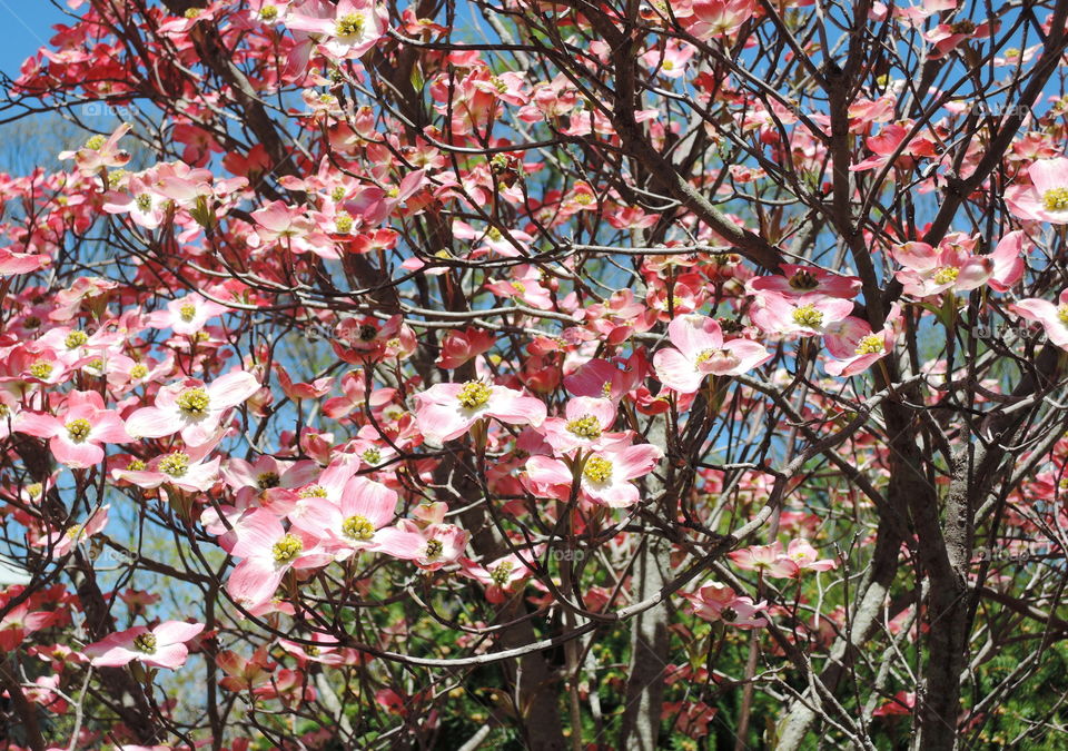 red dogwood tree