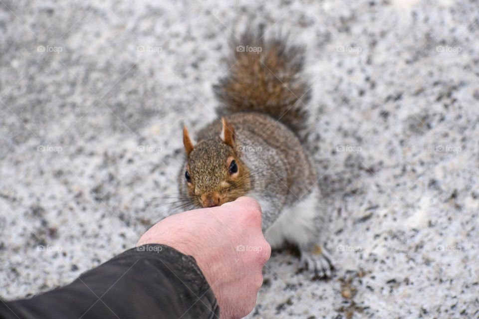 Squirrel in the city pavements