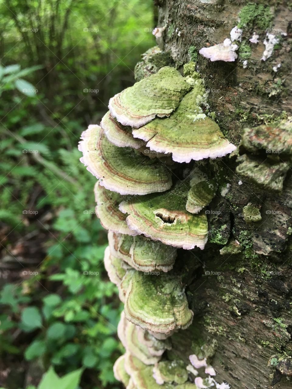 Green fungi