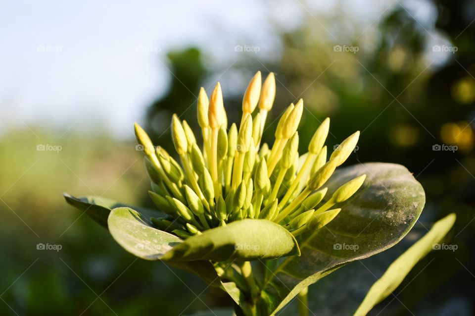 bud ixora flower