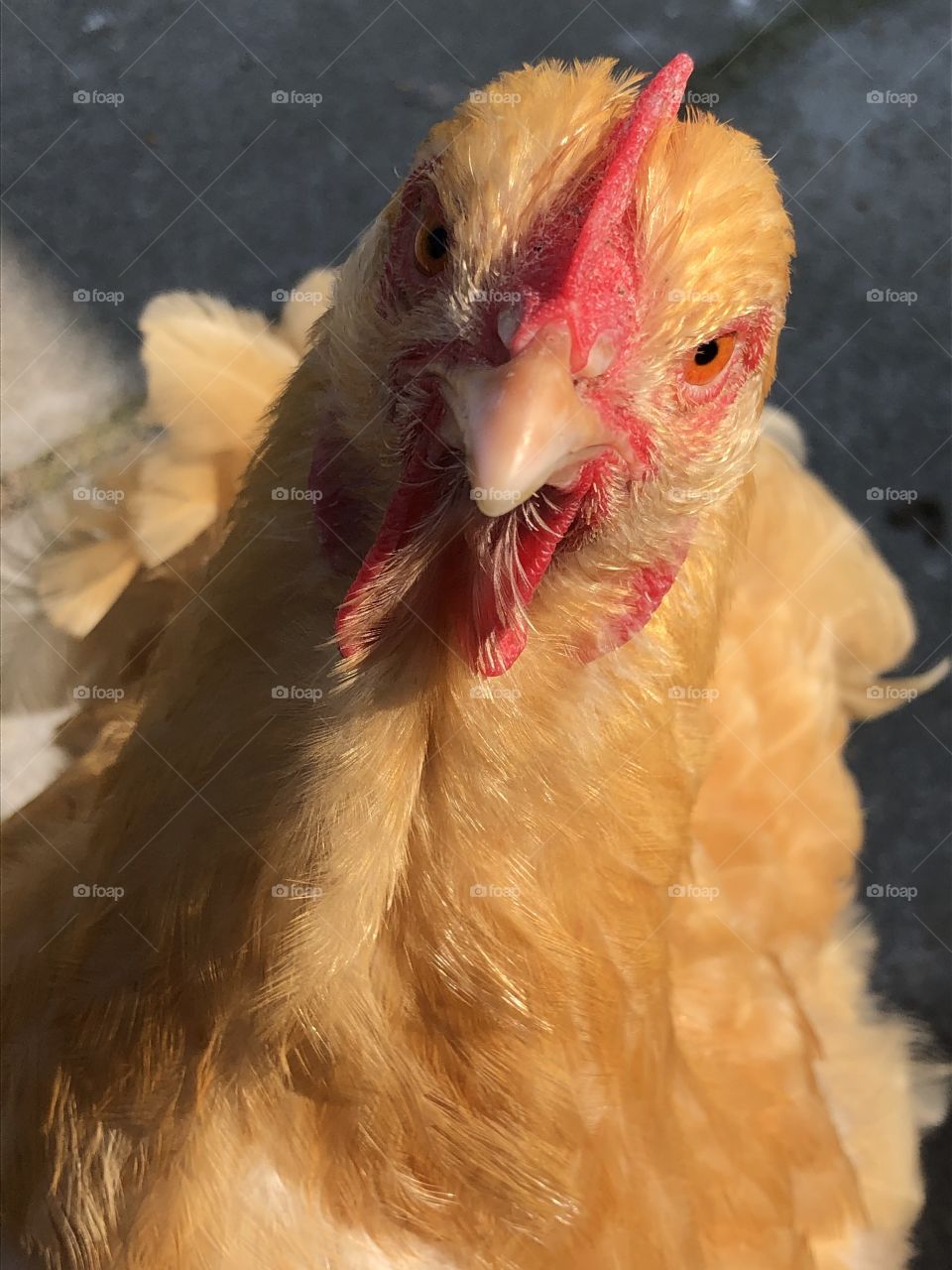 Buff Orpington hen