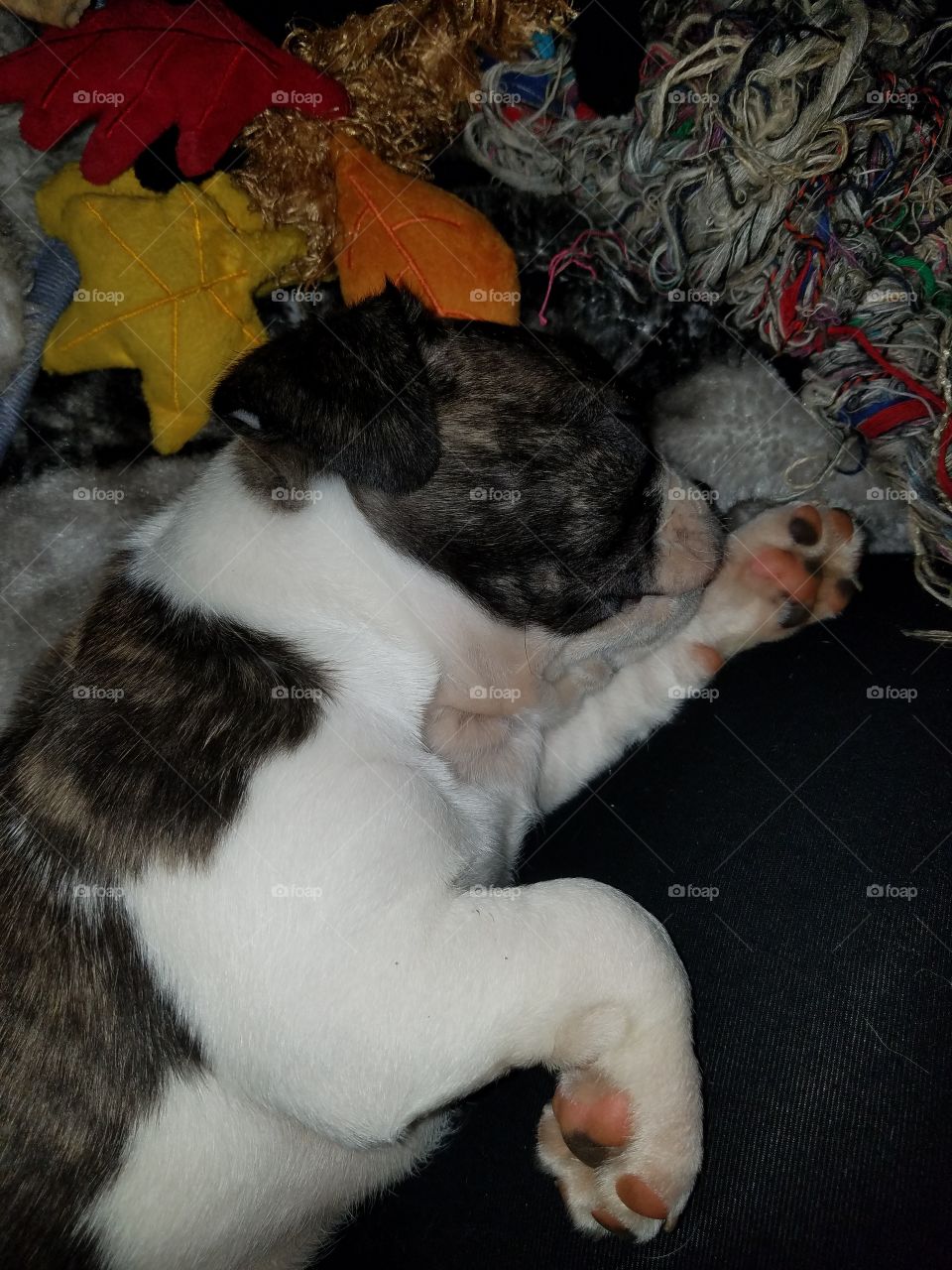 Sleeping Mr Pepe Puppy