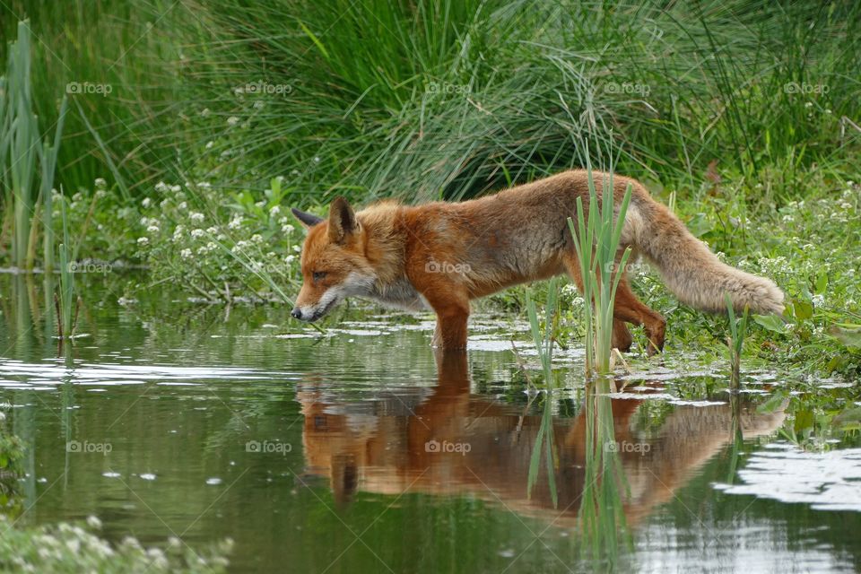 Fox in water