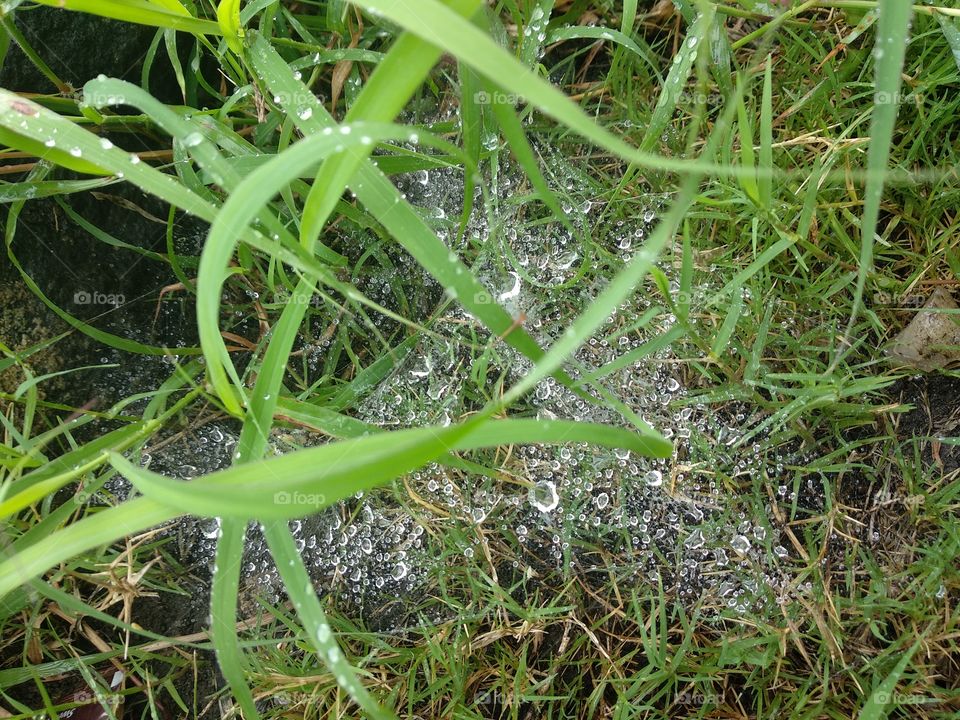 rain drop in spider web