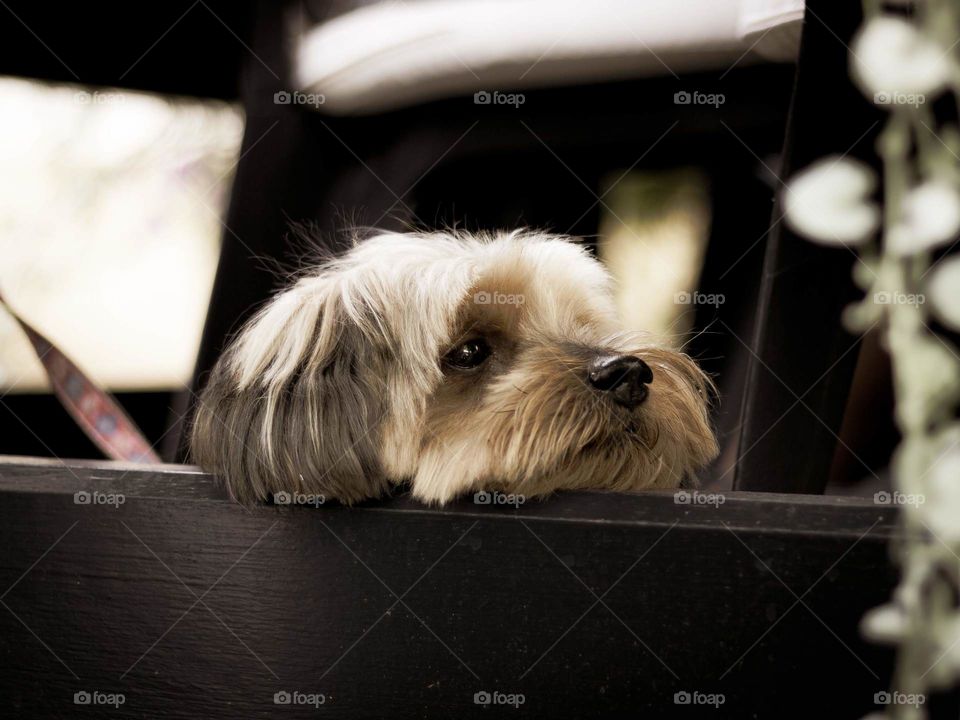 A dog laying his head to rest on a Bram of wood, just looking around.