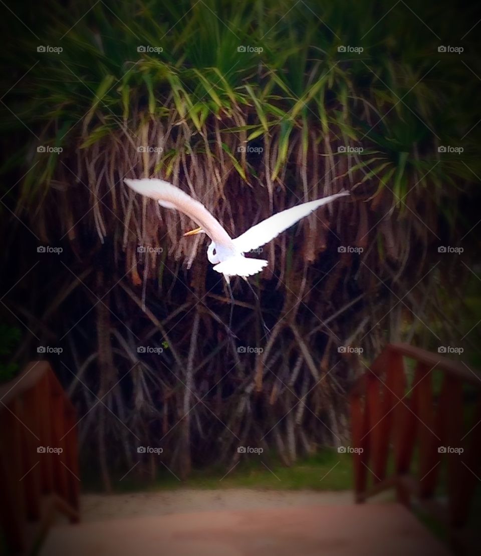 Take flight . Grand wing span of the Heron