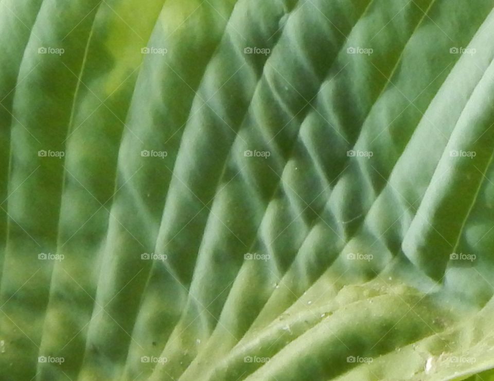 leaf/plant texture
