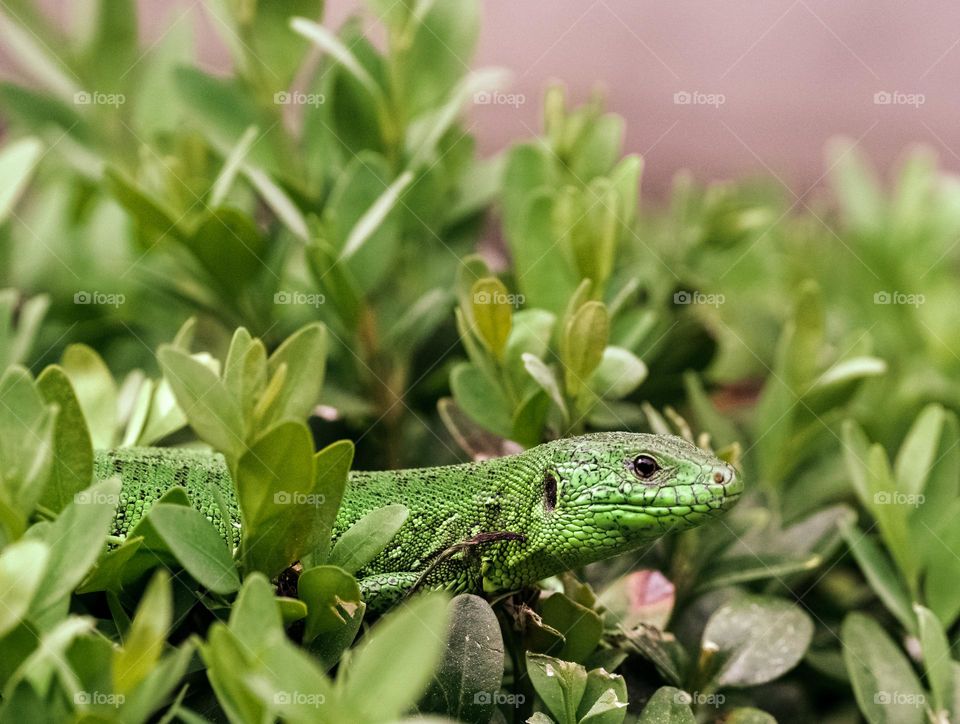 A green lizard among green leaves 