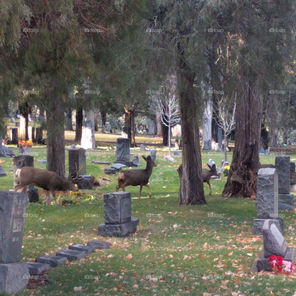 These deer make their home in Greenmount Cemetery, located in Durango, Colorado