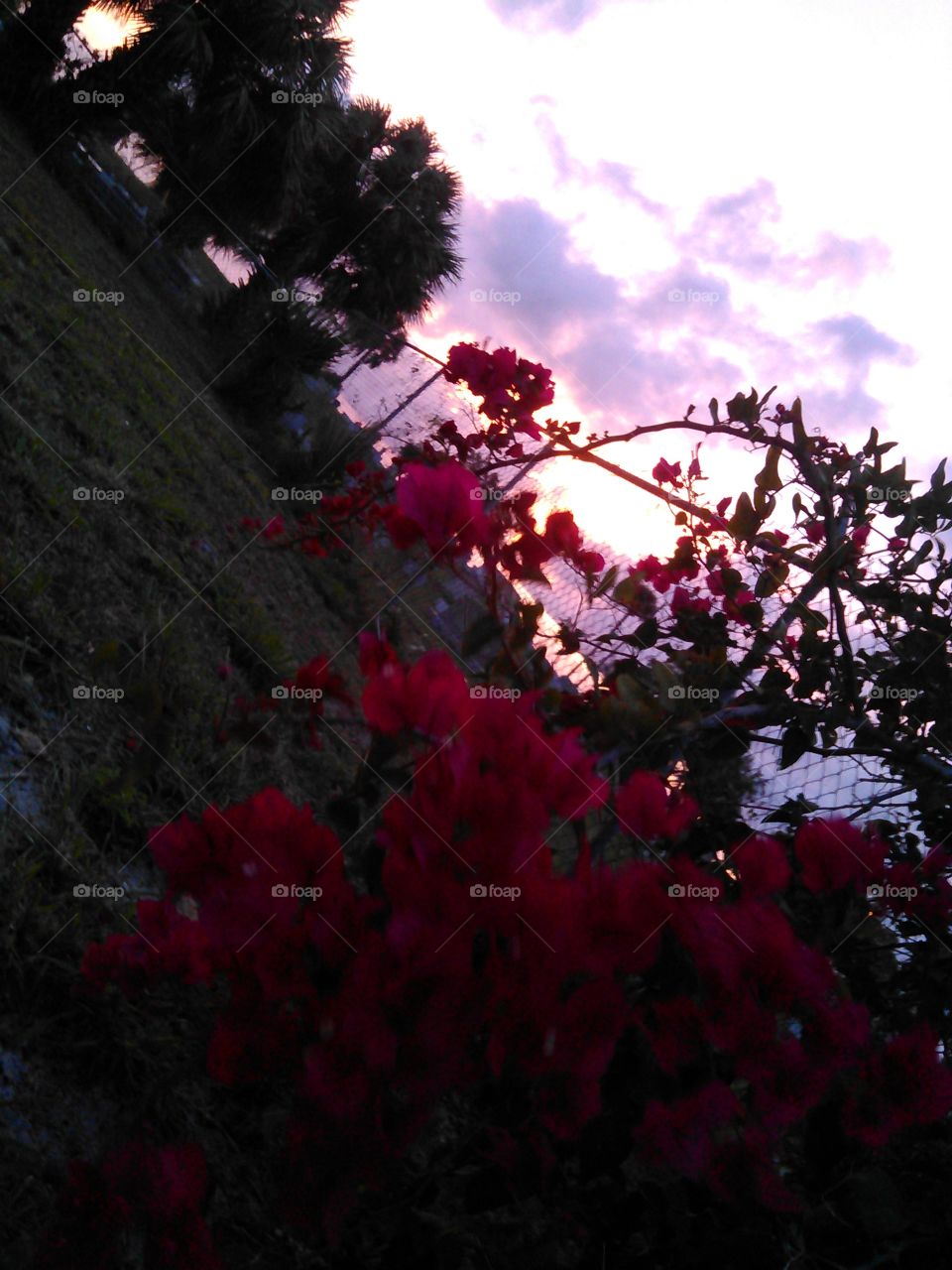 Bougainvillea with a beautiful sunset. A shot of some bougainvilleas with a beautiful background