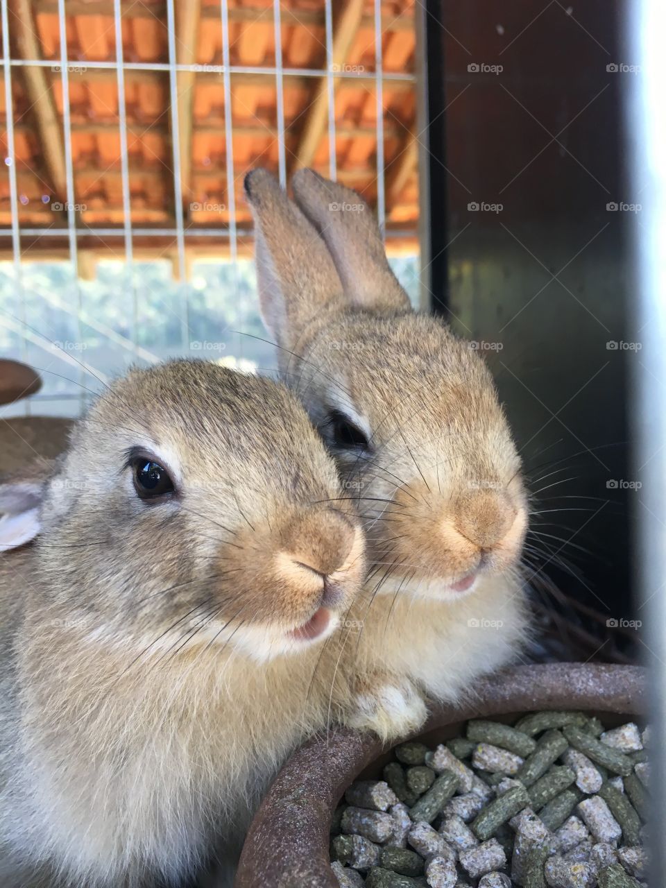 Coelhos 