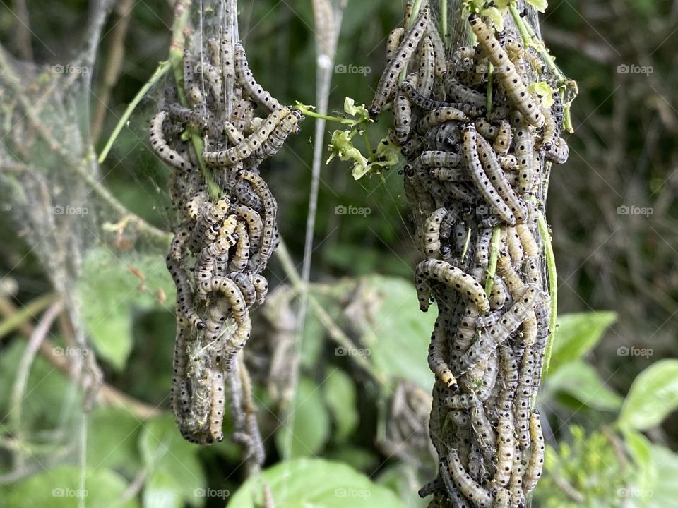 A close up of caterpillars 