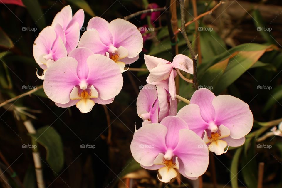 Orchid