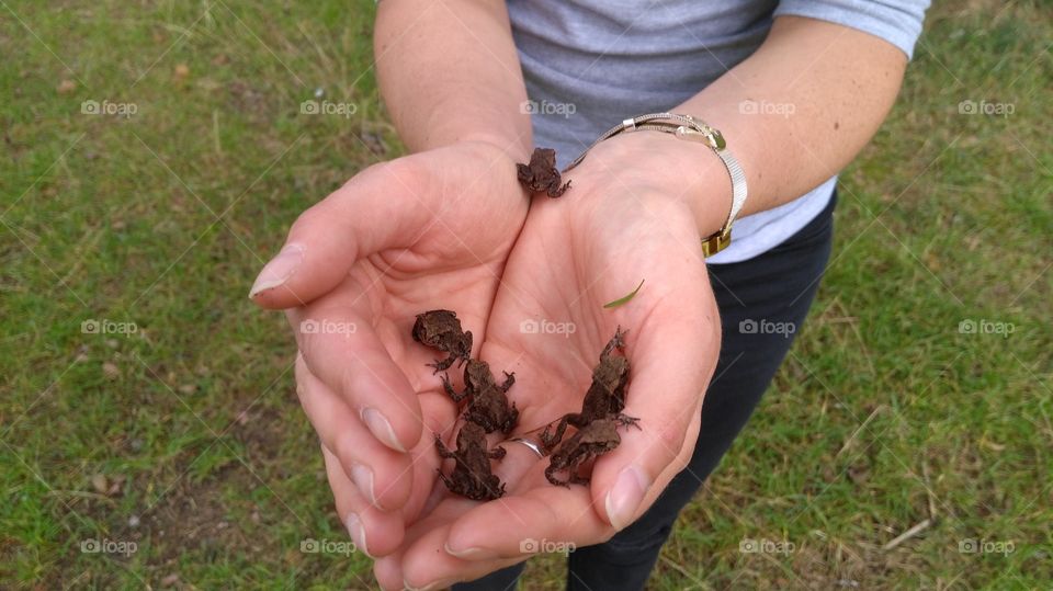 mini frogs