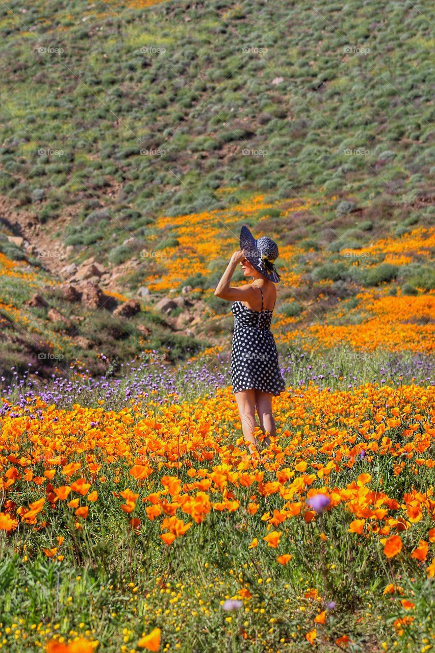 Poppy fields 