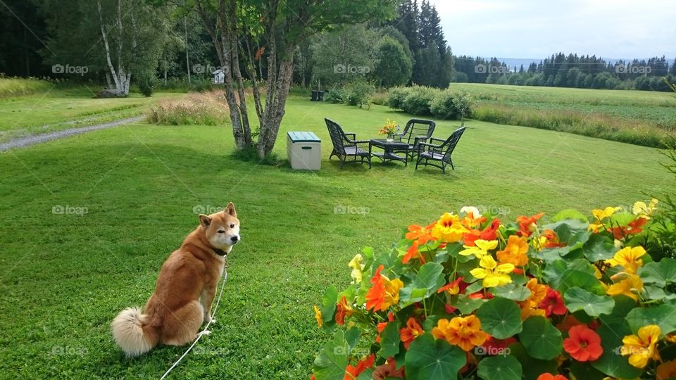 Pampered Pet sitting in the garden