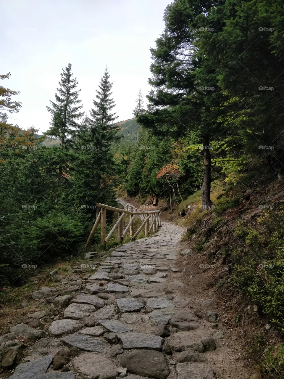 way, Nature, hiking, Green, forest
