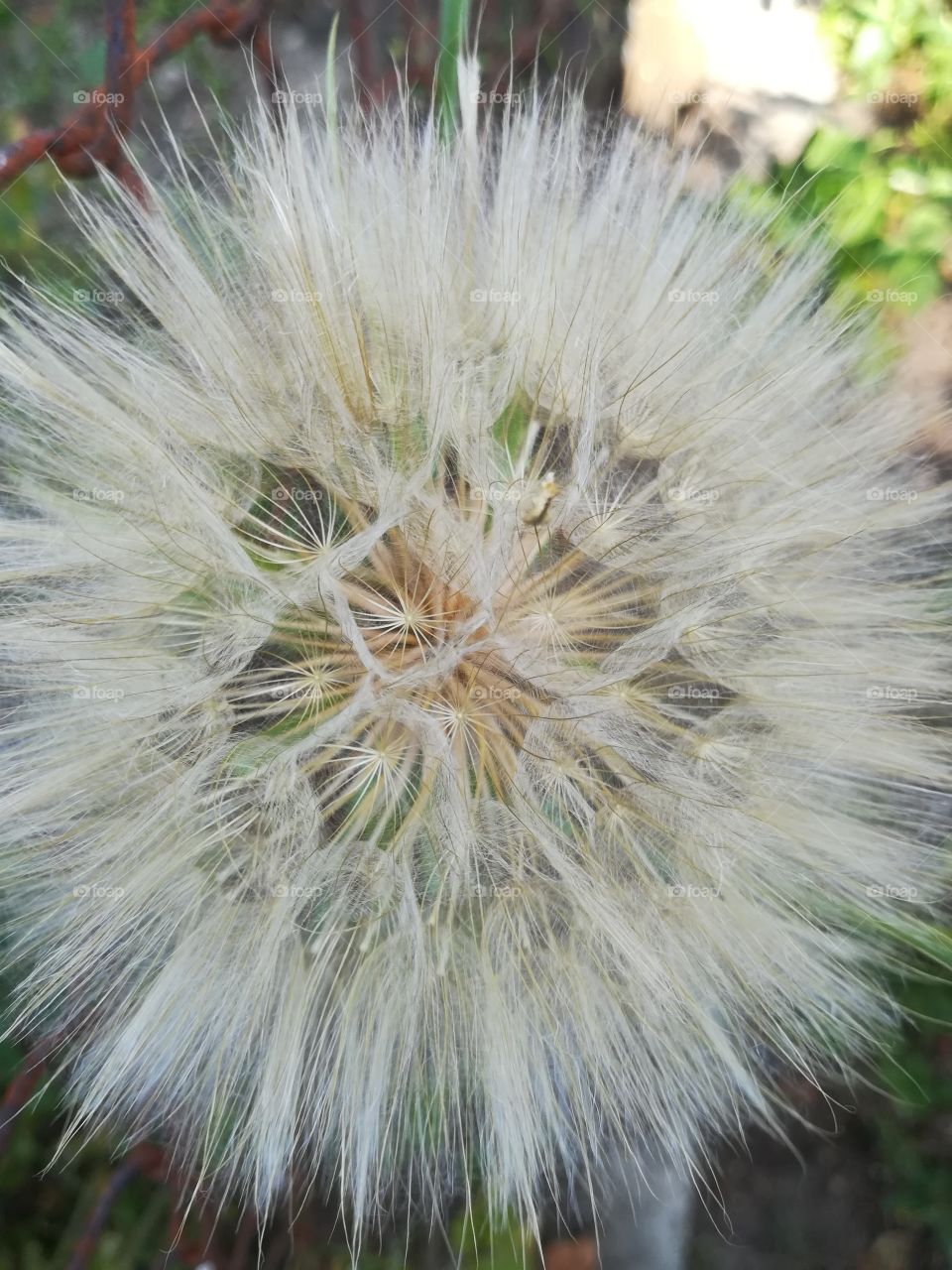 Dandelion