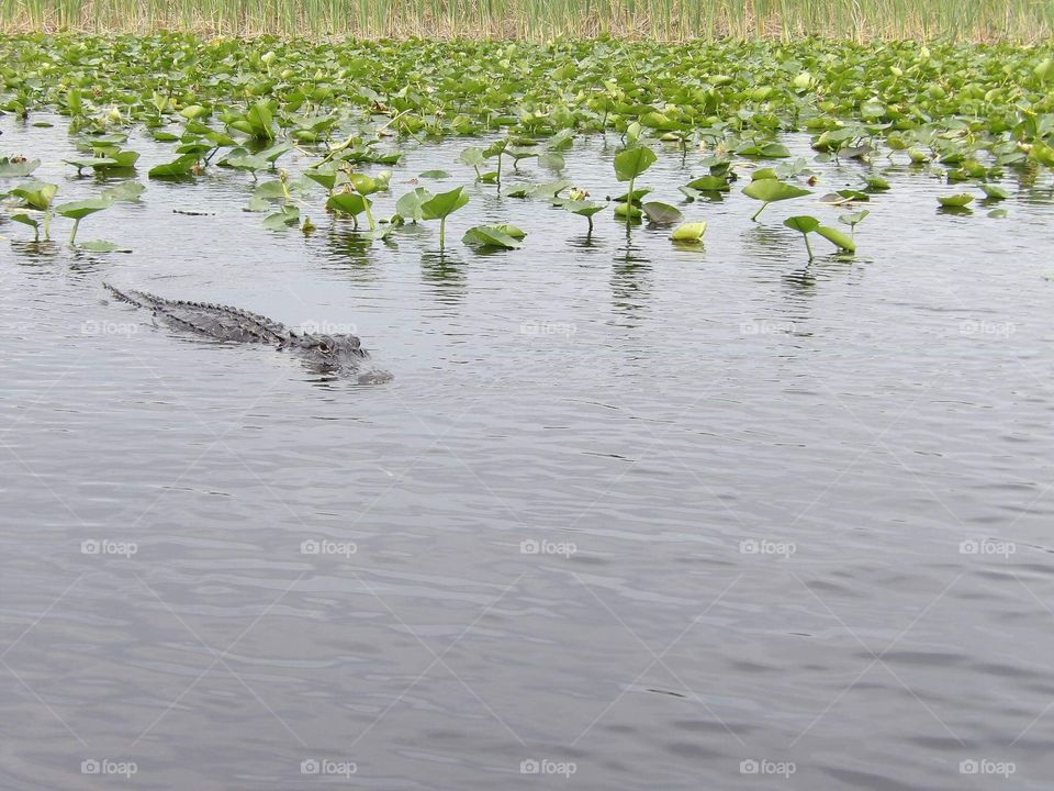 Everglades crocodile, Miami