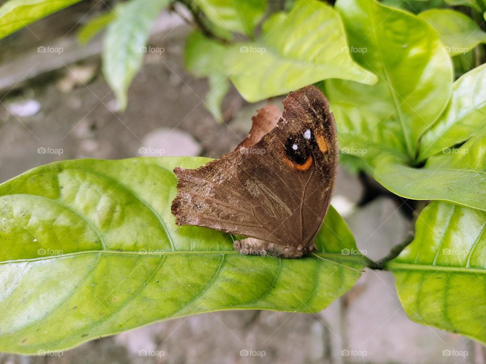 butterfly sitting on a tree leaf